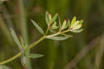 Yellow meadowbeauty